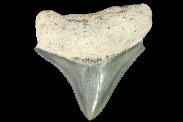 Serrated, Fossil Megalodon Tooth - Bone Valley, Florida #115610